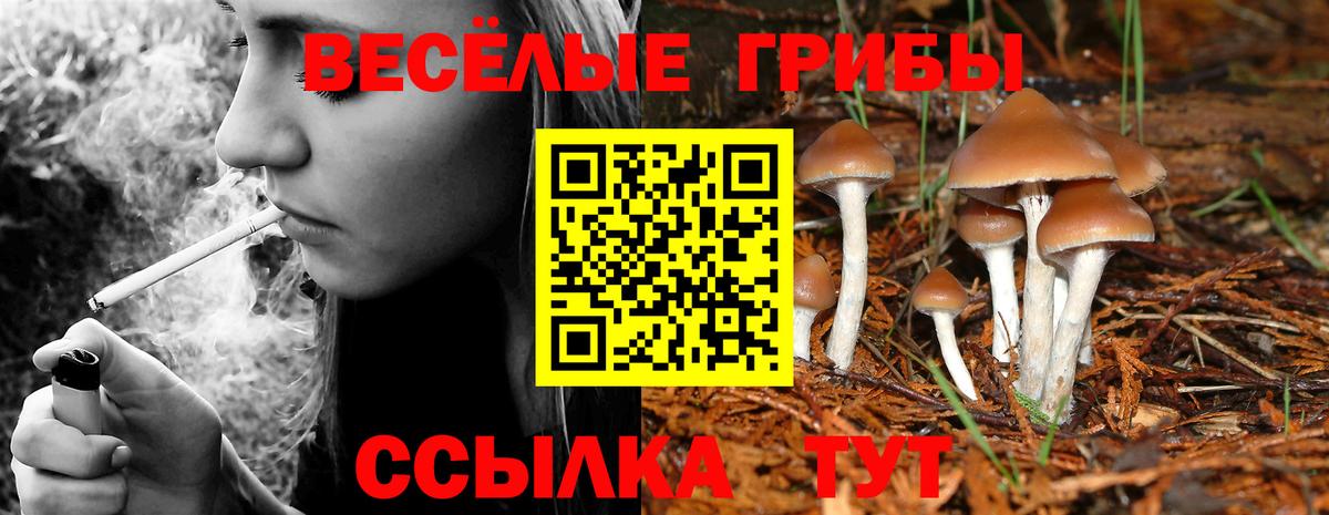 Галлюциногенные грибы Cubensis  Вход с VPN  Елизово  Галлюциногенные грибы прущие грибы 